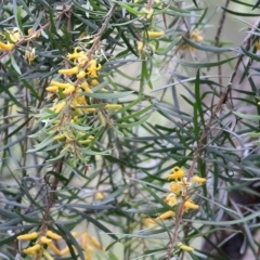 Persoonia linearis (Narrow-leaved Geebung) at Merimbula, NSW - 30 Dec 2020 by Kyliegw