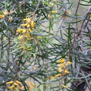 Persoonia linearis at Merimbula, NSW - 31 Dec 2020