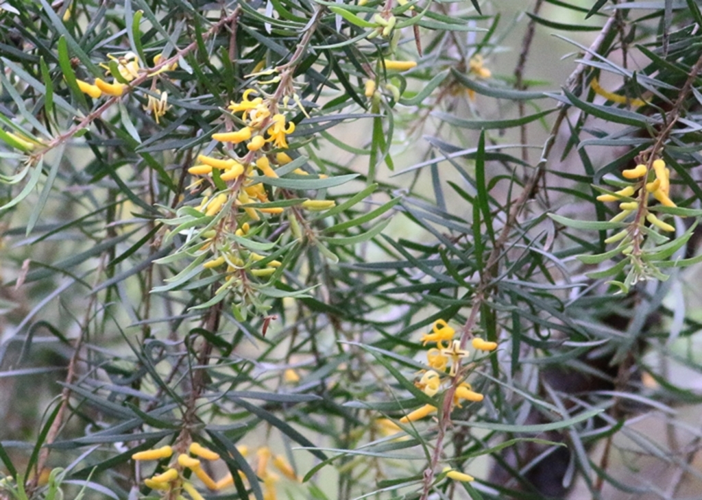 Persoonia linearis at Merimbula, NSW - 31 Dec 2020