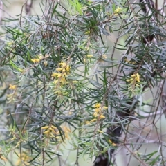 Persoonia linearis at Merimbula, NSW - suppressed