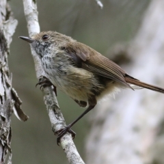 Acanthiza pusilla (Brown Thornbill) at Merimbula, NSW - 31 Dec 2020 by KylieWaldon