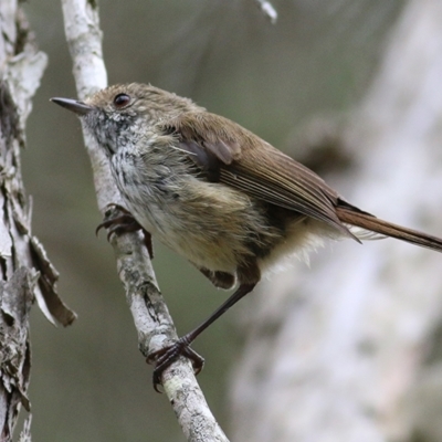 Acanthiza pusilla (Brown Thornbill) at Merimbula, NSW - 31 Dec 2020 by KylieWaldon