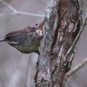 Sericornis frontalis at Merimbula, NSW - 31 Dec 2020
