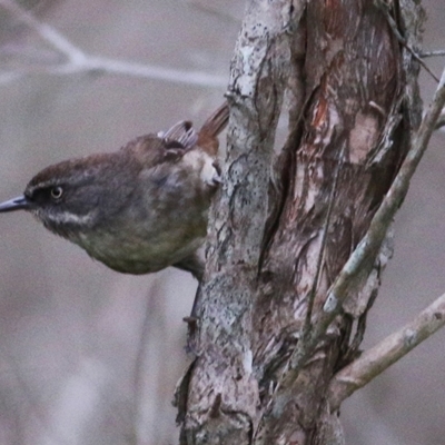 Sericornis frontalis (White-browed Scrubwren) at Merimbula, NSW - 31 Dec 2020 by KylieWaldon