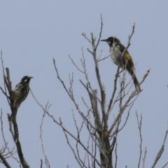Phylidonyris novaehollandiae (New Holland Honeyeater) at Merimbula, NSW - 31 Dec 2020 by KylieWaldon