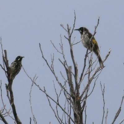 Phylidonyris novaehollandiae (New Holland Honeyeater) at Merimbula, NSW - 30 Dec 2020 by KylieWaldon