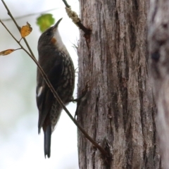 Cormobates leucophaea (White-throated Treecreeper) at Wallagoot, NSW - 31 Dec 2020 by KylieWaldon