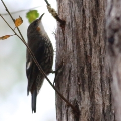 Cormobates leucophaea (White-throated Treecreeper) at Wallagoot, NSW - 30 Dec 2020 by Kyliegw