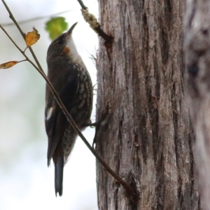 Cormobates leucophaea at Wallagoot, NSW - 31 Dec 2020