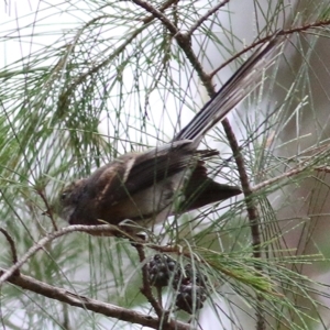 Rhipidura albiscapa at Wallagoot, NSW - 31 Dec 2020