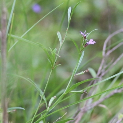 Lobelia anceps (Angled Lobelia) at Merimbula, NSW - 30 Dec 2020 by Kyliegw