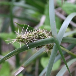 Lomandra longifolia at Merimbula, NSW - 3 Jan 2021 07:50 AM