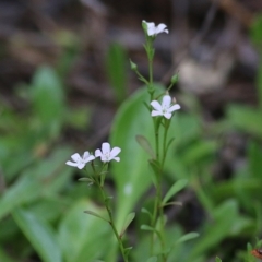 Samolus repens (Creeping Brookweed) at Merimbula, NSW - 2 Jan 2021 by Kyliegw