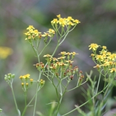 Senecio linearifolius (Fireweed Groundsel, Fireweed) at Merimbula, NSW - 31 Dec 2020 by KylieWaldon