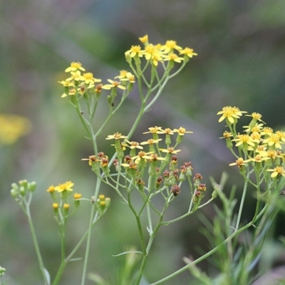 Senecio linearifolius (Fireweed Groundsel, Fireweed) at Merimbula, NSW - 30 Dec 2020 by Kyliegw