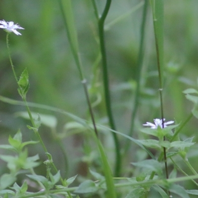 Stellaria flaccida (Forest Starwort) at Merimbula, NSW - 31 Dec 2020 by KylieWaldon