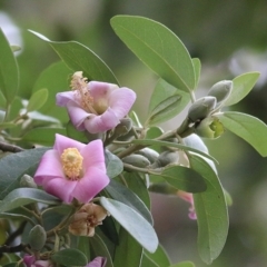 Lagunaria patersonia subsp. patersonia (Norfolk Hibiscus) at Merimbula, NSW - 2 Jan 2021 by Kyliegw