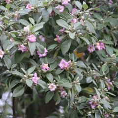 Lagunaria patersonia subsp. patersonia at Merimbula, NSW - 3 Jan 2021 07:30 AM