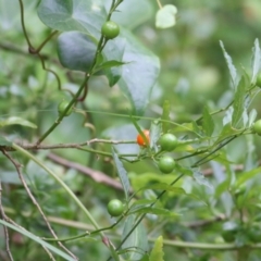 Solanum pseudocapsicum (Jerusalem Cherry, Madeira Cherry) at Merimbula, NSW - 30 Dec 2020 by Kyliegw