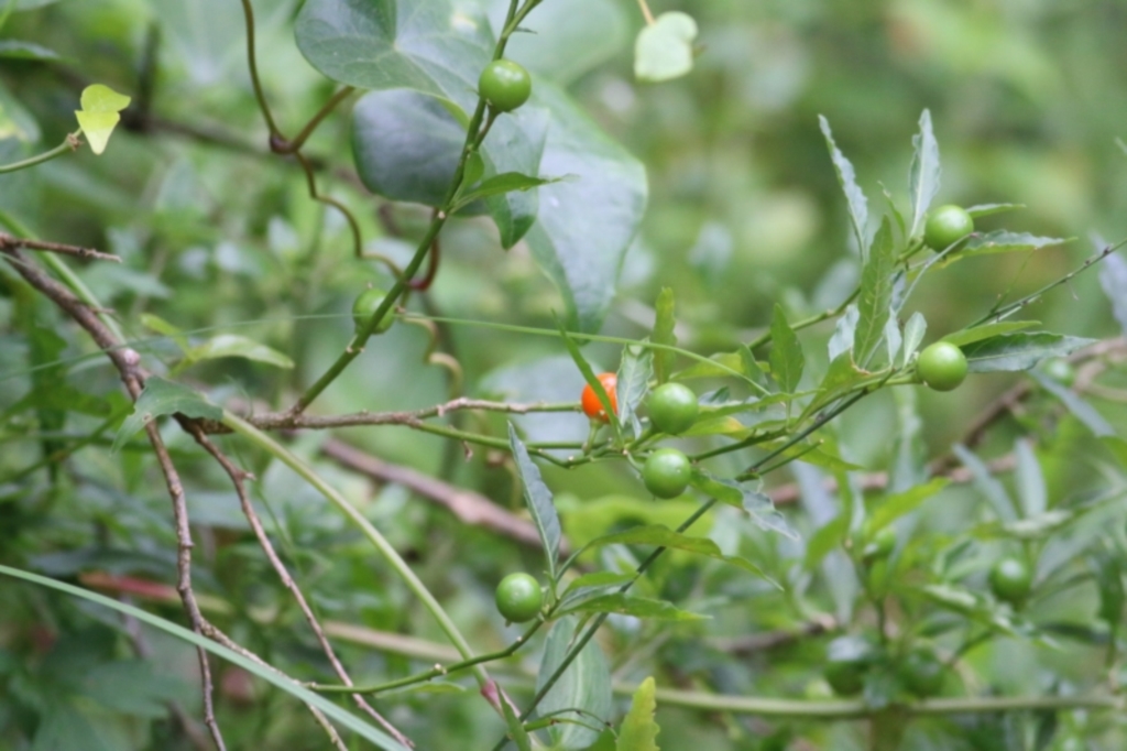 Solanum pseudocapsicum at Merimbula, NSW - 31 Dec 2020