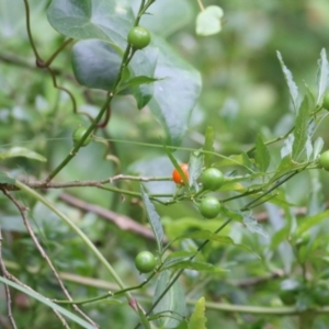 Solanum pseudocapsicum at Merimbula, NSW - 31 Dec 2020