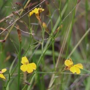 Goodenia paniculata at Wallagoot, NSW - 31 Dec 2020