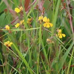 Goodenia paniculata at Wallagoot, NSW - 31 Dec 2020