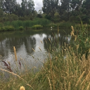 Platalea regia at Franklin, ACT - 1 Jan 2021 11:42 AM