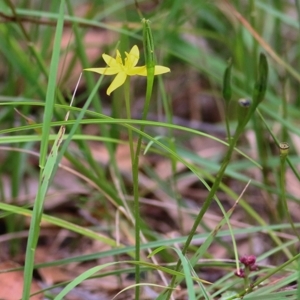 Hypoxis hygrometrica var. hygrometrica at Wallagoot, NSW - 3 Jan 2021