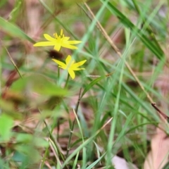 Hypoxis hygrometrica var. hygrometrica at Wallagoot, NSW - 3 Jan 2021 09:00 AM