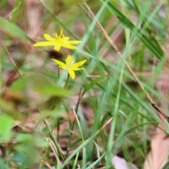 Hypoxis hygrometrica var. hygrometrica at Wallagoot, NSW - 3 Jan 2021