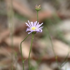 Unverified Daisy at Wallagoot, NSW - 31 Dec 2020 by KylieWaldon
