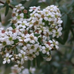 Sannantha pluriflora (Twiggy Heath Myrtle, Tall Baeckea) at Wallagoot, NSW - 31 Dec 2020 by KylieWaldon