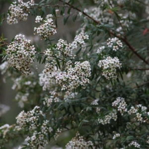 Sannantha pluriflora at Wallagoot, NSW - 31 Dec 2020