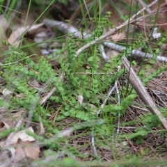 Lindsaea linearis (Screw Fern) at Wallagoot, NSW - 31 Dec 2020 by KylieWaldon