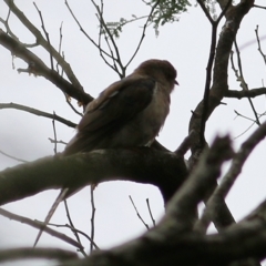 Cacomantis variolosus (Brush Cuckoo) at Wallagoot, NSW - 31 Dec 2020 by KylieWaldon