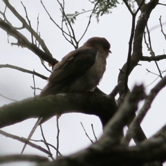 Cacomantis variolosus (Brush Cuckoo) at Wallagoot, NSW - 30 Dec 2020 by Kyliegw