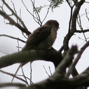 Cacomantis variolosus at Wallagoot, NSW - 31 Dec 2020