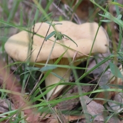 Unidentified Fungus, Moss, Liverwort, etc at Wallagoot, NSW - 30 Dec 2020 by Kyliegw