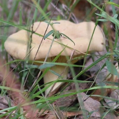 Unverified Fungus at Wallagoot, NSW - 31 Dec 2020 by KylieWaldon
