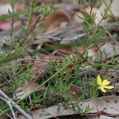 Hibbertia empetrifolia subsp. empetrifolia at Wallagoot, NSW - 30 Dec 2020 by Kyliegw