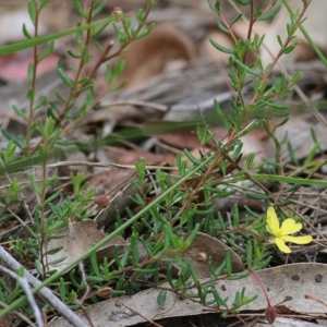 Hibbertia empetrifolia subsp. empetrifolia at Wallagoot, NSW - 31 Dec 2020 09:40 AM