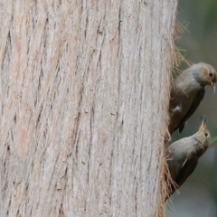 Myzomela sanguinolenta (Scarlet Honeyeater) at Wallagoot, NSW - 30 Dec 2020 by Kyliegw