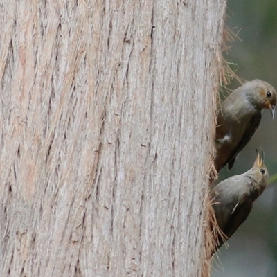 Myzomela sanguinolenta (Scarlet Honeyeater) at Wallagoot, NSW - 30 Dec 2020 by Kyliegw