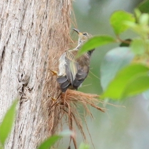 Myzomela sanguinolenta at Wallagoot, NSW - 31 Dec 2020