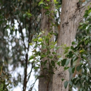 Eucalyptus muelleriana at Wallagoot, NSW - 31 Dec 2020 09:30 AM