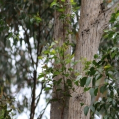 Eucalyptus muelleriana (Yellow Stringybark) at Wallagoot, NSW - 30 Dec 2020 by Kyliegw