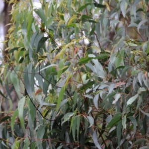 Eucalyptus muelleriana at Wallagoot, NSW - 31 Dec 2020 09:30 AM