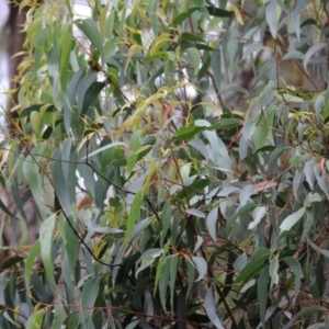 Eucalyptus muelleriana at Wallagoot, NSW - 31 Dec 2020
