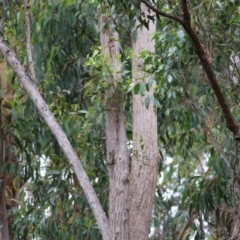 Eucalyptus muelleriana at Wallagoot, NSW - 31 Dec 2020